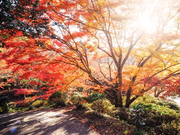 Sfocatura Astratto sfondo autunno in Mifuneyama Rakuen Garden — Foto Stock