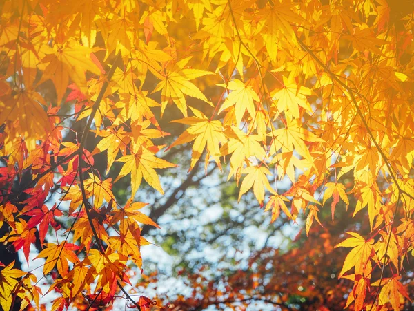 Levendige herfst natuurlijke achtergrond in Japan wazig — Stockfoto