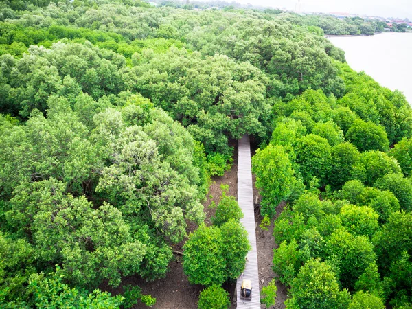 Üstten Görünüm yeşil mangrov ormanın ili Rayong, Tayland — Stok fotoğraf