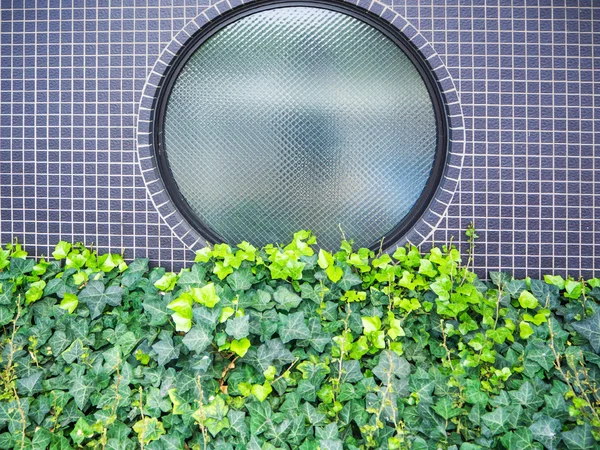 Pared de hiedra en la pared de ladrillo gris y ventana redonda —  Fotos de Stock