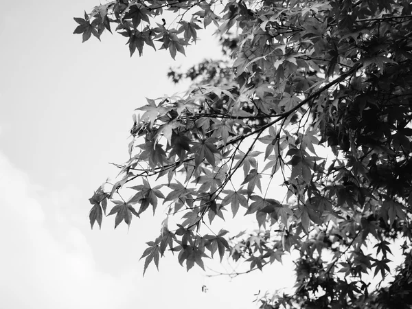 Permiso de otoño de arce blanco y negro para el fondo —  Fotos de Stock