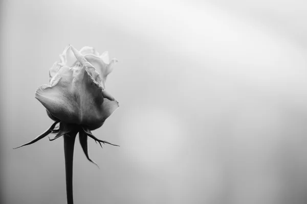 Monochrome Schwarz-Weiß-Unschärfe und weicher rosa Hintergrund — Stockfoto