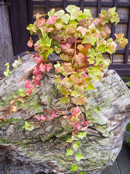 Olla de hiedra rastrera en la roca de decoración en Japón — Foto de Stock