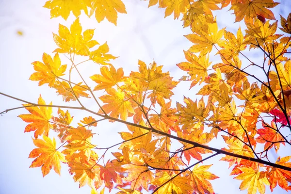 Розмиття яскраві осінній природного фону в Японії — стокове фото