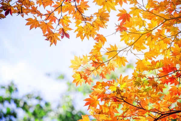 Desenfoque vívido otoño fondo natural en Japón — Foto de Stock