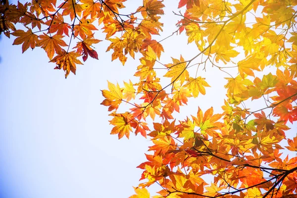 Розмиття яскраві осінній природного фону в Японії — стокове фото