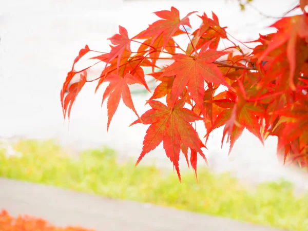Changement de couleur orange rouge de la feuille d'érable japonaise pour arrière-plan — Photo