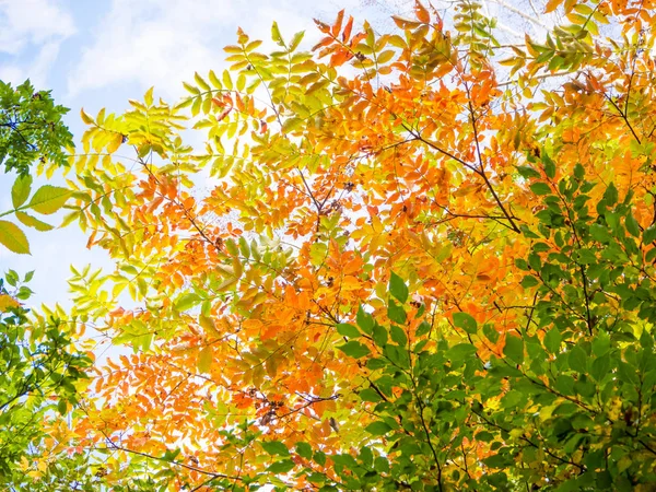 Hojas de color vívido abstracto en los patrones de árboles para el fondo de otoño — Foto de Stock