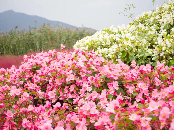 Kwiat różowy Begonia lub Pelargonium — Zdjęcie stockowe