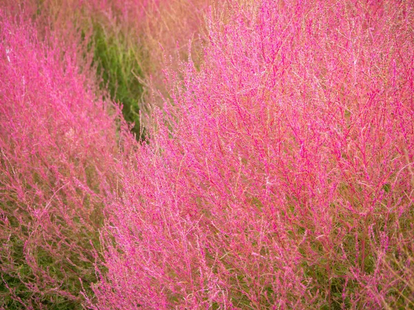 Cerrado de planta roja de Kochia en el lago Kawaguchiko Japón —  Fotos de Stock