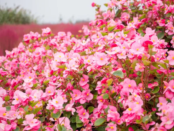 Kwiat różowy Begonia lub Pelargonium — Zdjęcie stockowe