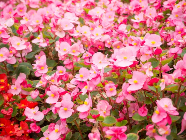 Begonia rosa o flor de pelargonio — Foto de Stock