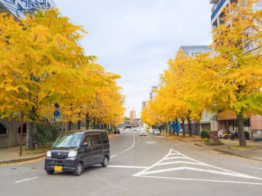 Nagasaki, Japonya cadde boyunca sonbahar ginko ağacı