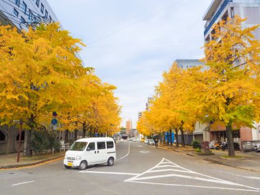 Nagasaki, Japonya cadde boyunca sonbahar ginko ağacı