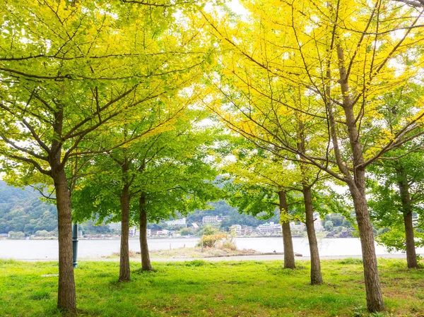 Abstrakter weicher und verschwommener Ginkgobaum — Stockfoto