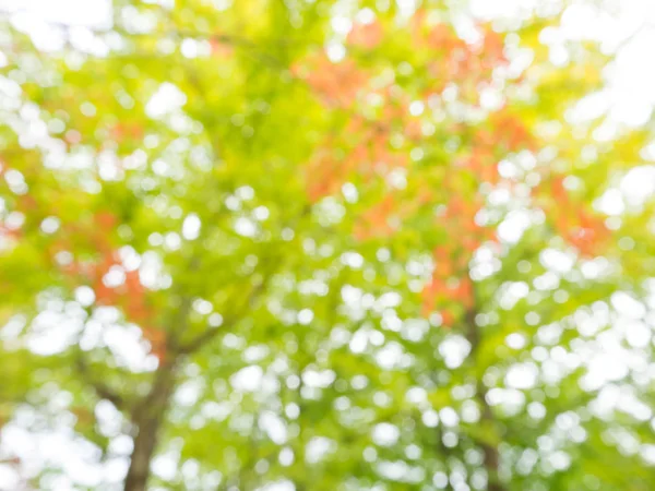 Astratto sfocatura autunno giallo albero sfondo — Foto Stock