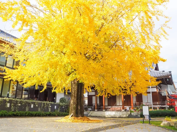 Podzimní velký strom ginkgo v Nagasaki city, Japonsko — Stock fotografie