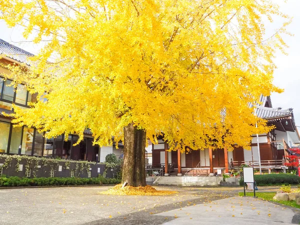 Podzimní velký strom ginkgo v Nagasaki city, Japonsko — Stock fotografie