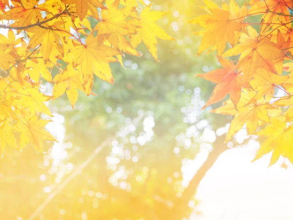 Permiso de otoño suave y borroso para el fondo en Japón — Foto de Stock