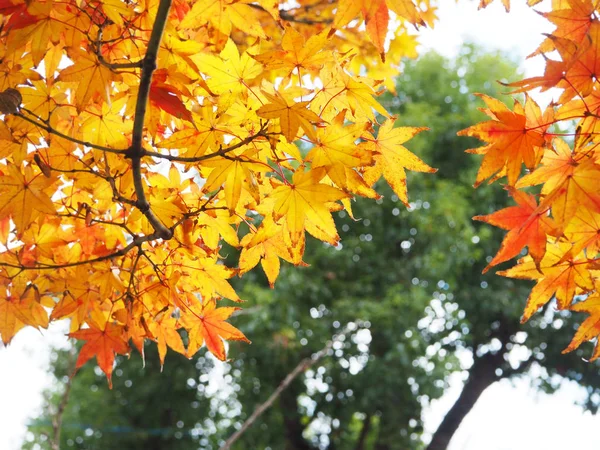 Doux et flou congé d'automne pour arrière-plan au Japon — Photo