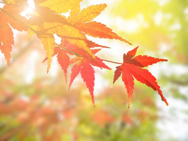 Permiso de arce japonés en otoño — Foto de Stock