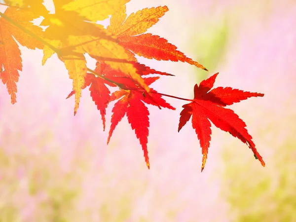 Red Japanese Maple leave in autumn — Stock Photo, Image