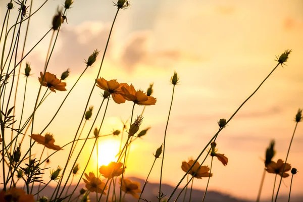 Borrão abstrato de paisagem vista do pôr do sol no rio com flor cosmos — Fotografia de Stock