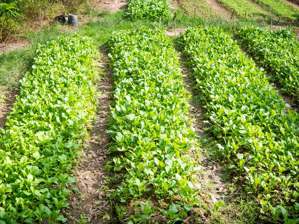 Fattoria biologica di cavolo cinese in Thailandia — Foto Stock