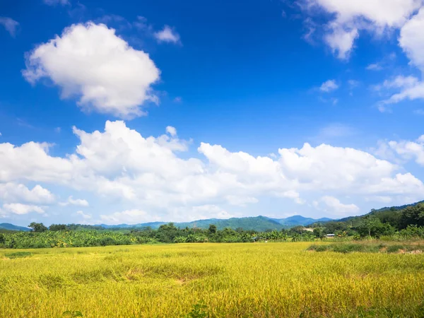 Landschaft Ansicht des thailändischen Reisfeldes mit blauem Himmel — Stockfoto