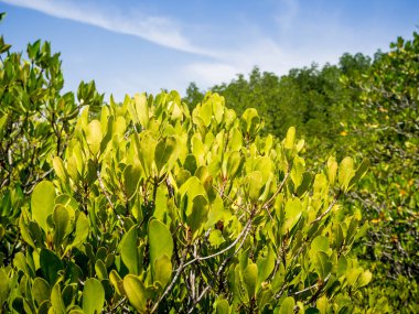 Yeşil mangrov alan açık mavi gökyüzü ile