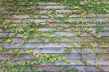 Yeşil ayrılmak ahşap duvar arka planı için