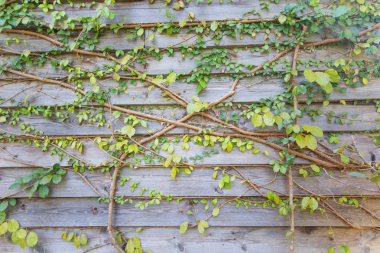 Yeşil ayrılmak ahşap duvar arka planı için