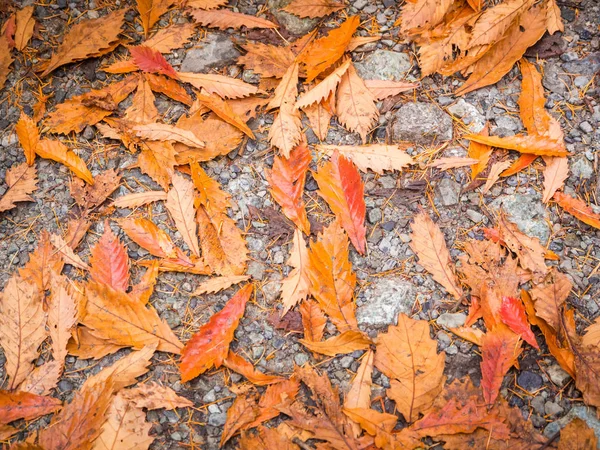 Herfst verlof op de rots textuur gemalen — Stockfoto