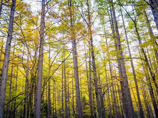 Bosque de pino de otoño en Japón — Foto de Stock