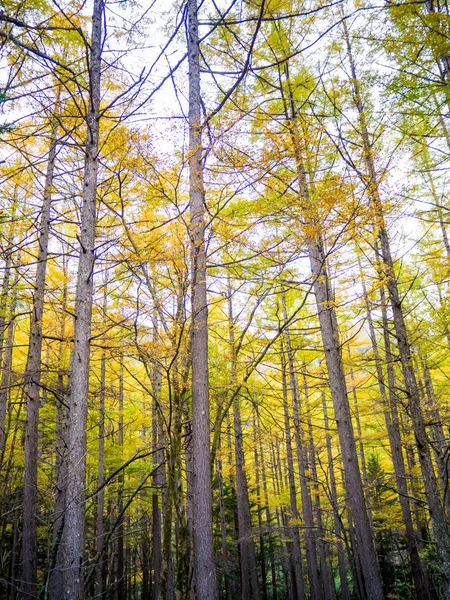 Forêt de pins d'automne au Japon — Photo