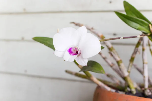 Orquídea tailandesa colgando decoración en la pared de madera —  Fotos de Stock