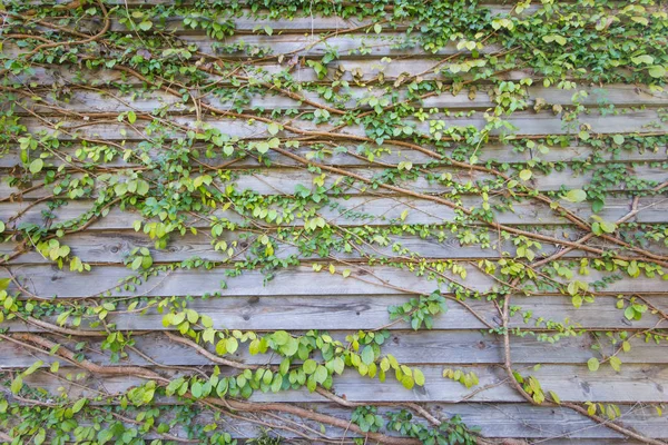 Verde deja pared de madera para el fondo — Foto de Stock