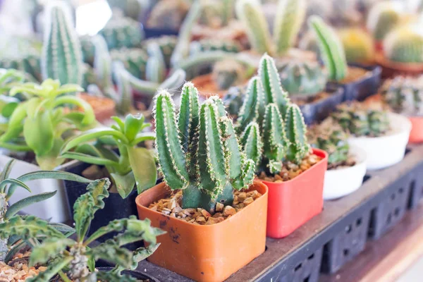 Sedikit dekorasi kaktus di restoran — Stok Foto