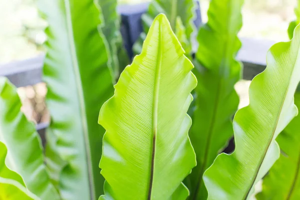 Cerrado de helecho nido de pájaro, planta verde en el jardín —  Fotos de Stock