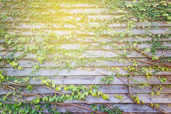 背景の木の壁に抽象的な緑を残す — ストック写真