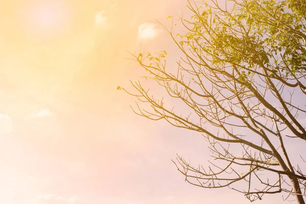 Abstrato árvore ramo fundo com filtro quente — Fotografia de Stock