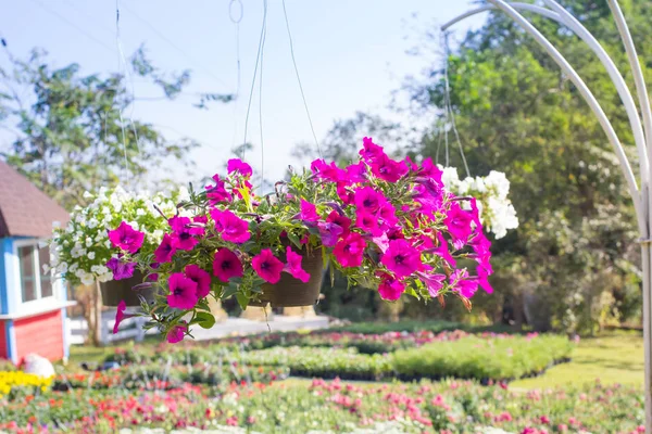 Rosa blomma petunia hängande i trädgården — Stockfoto