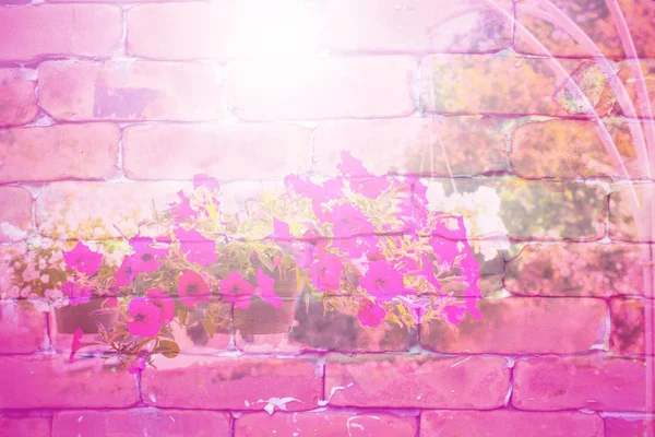 Abstrakte rosa Blume auf Ziegelwand für Hintergrund — Stockfoto