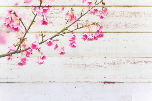 Vintage beyaz tahta arka plan ile pembe sakura şube — Stok fotoğraf