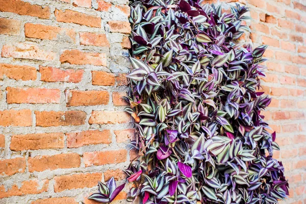 Planta decoração na janela com fundo de parede de tijolo — Fotografia de Stock