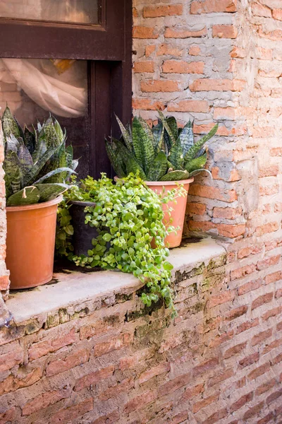 Pote de planta de decoração na parede de tijolo — Fotografia de Stock