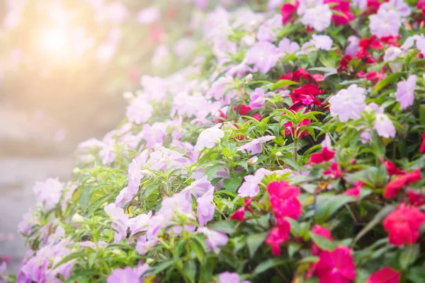Abstrakt oskärpa petunia blomma i trädgården — Stockfoto