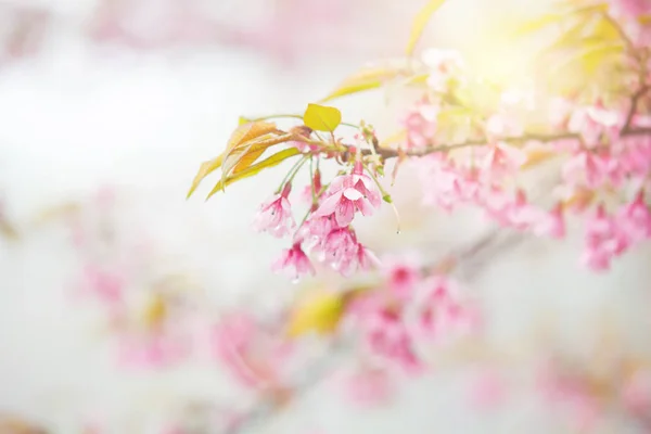 Abstract soft pink spring background of Thai sakura in Chiangmai — Stock Photo, Image