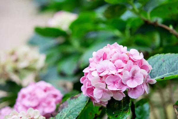 庭で甘いピンクのアジサイの花 ロイヤリティフリーのストック写真