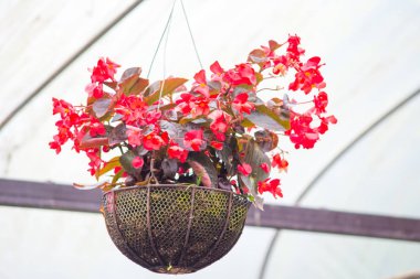 Kırmızı Begonia çiçek pot asılı 